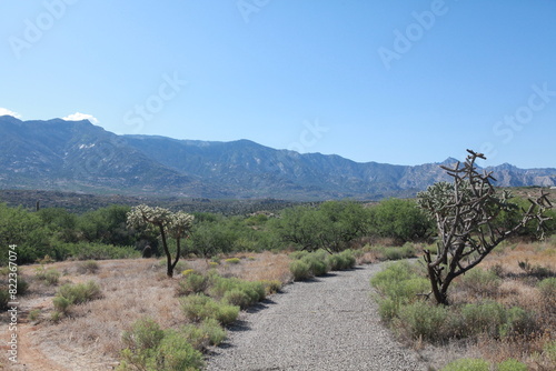 Walking hiking trail, desert, Santa Catalina mountains, Tucson, Arizona photo