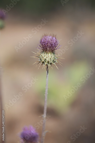 Purple Thistle closeup, vertical