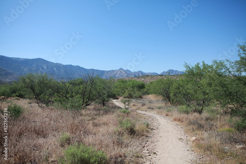 Walking trail, desert, Santa Catalina mountains, Tucson, Arizona photo