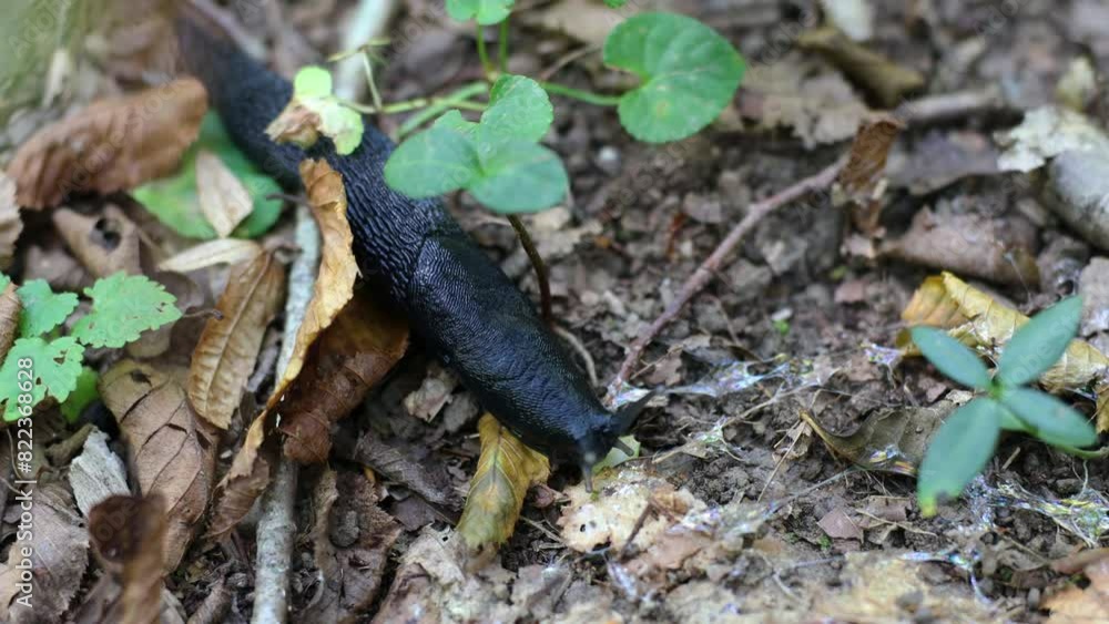 Spanish slug or Latin Arion vulgaris on Forest soil of Slovenia Spanish slug or Latin Arion vulgaris on Forest soil of Slovenia