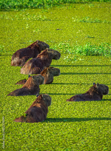 A serene scene in Casanare, Colombia featuring capybaras amidst vibrant greenery