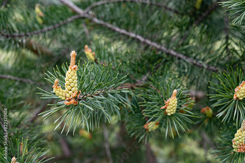 Scots pine (Pinus sylvestris) - Ripe pollen cones close up.