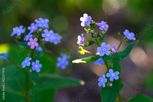 Blue flowers of true forget-me-not (Myosotis scorpioides). Close up.