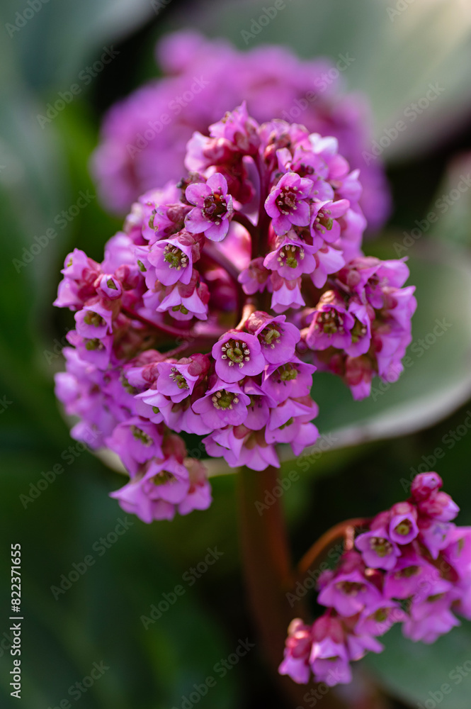 Close up of Bergenia cordifolia flowers in a spring garden. Vertical crop. Close up of Bergenia cordifolia flowers in a spring garden. Vertical crop.