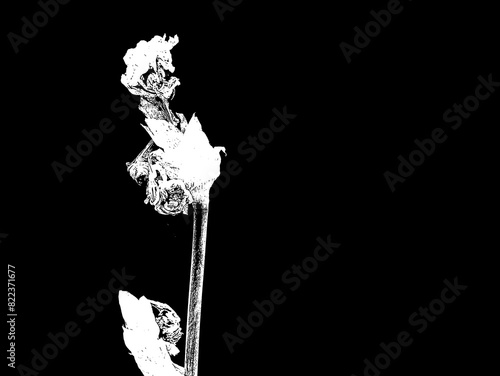 Black and white illustration of a withering flower of the perennial Iris garden plant.