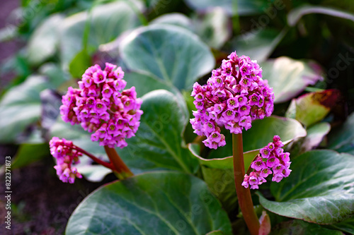 Photos Blossom Bergenia cordifolia (Bergenia crassifolia, the badan, Siberian tea) in spring garden