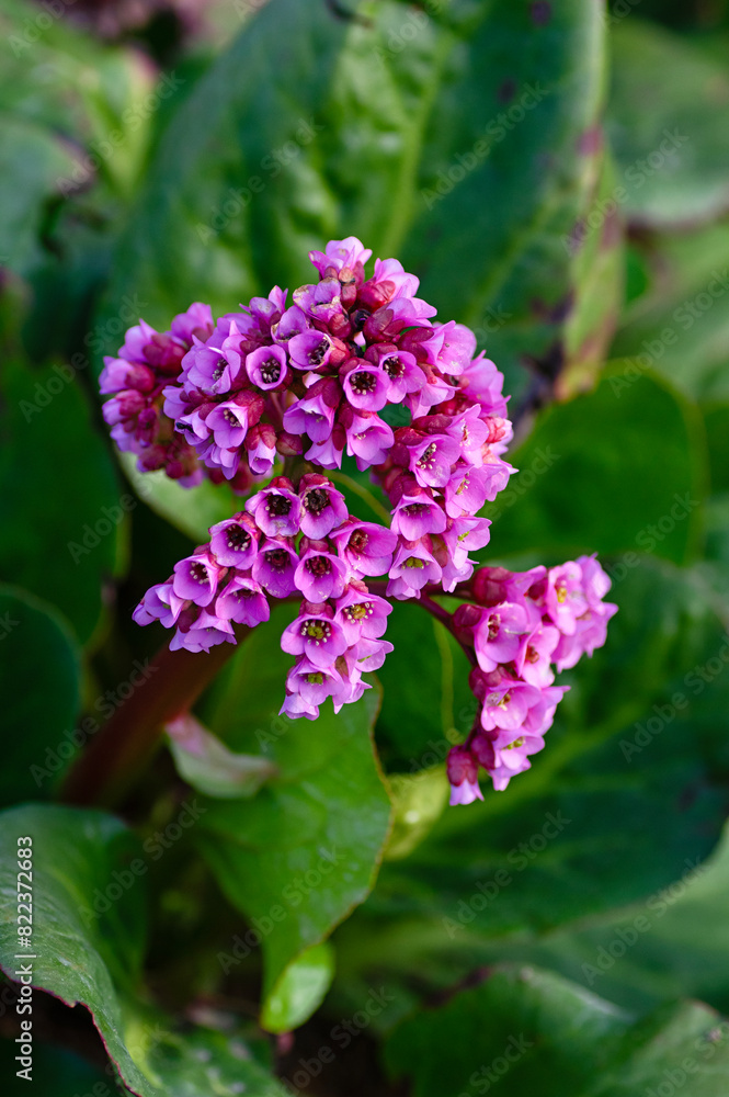 Bergenia crassifolia or cordifolia is thick-leaved, flowering plant in the family Saxifragaceae. Bergenia crassifolia or cordifolia is thick-leaved, flowering plant in the family Saxifragaceae.