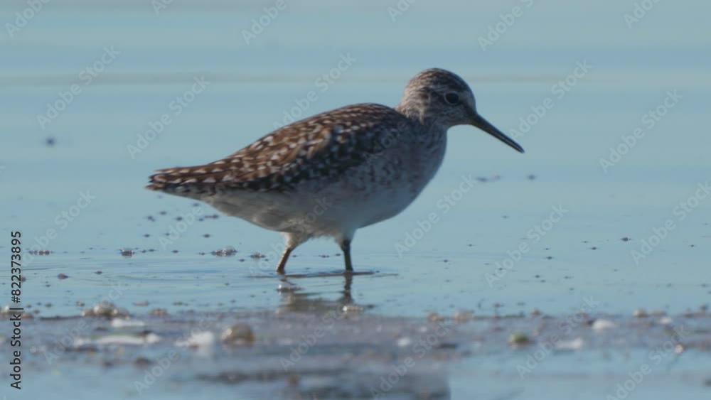 Wood Sandpiper. Fifi bird strolls through the swamp. She is looking for food with her beak. Early spring morning. Nature. Close up. Wood Sandpiper. Fifi bird strolls through the swamp. She is looking for food with her beak. Early spring morning. Nature. Close up.