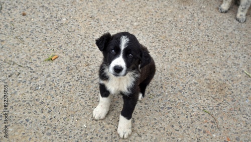 Homeless abandoned stray puppy with very sad  eyes looking at camera 