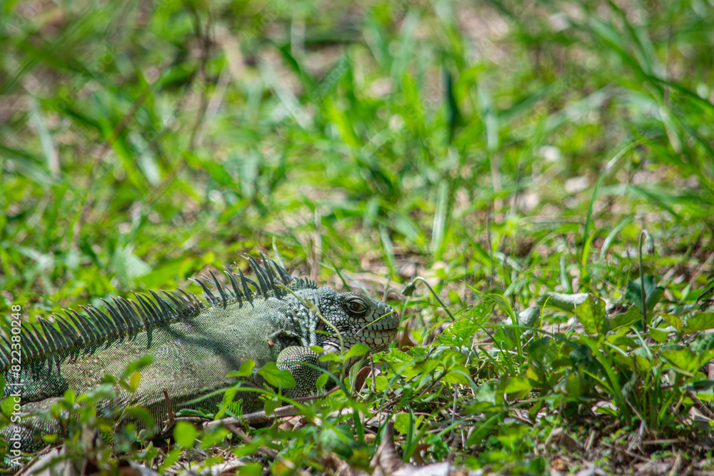 Iguana in Casanare grass, Colombian wildlife Iguana in Casanare grass, Colombian wildlife