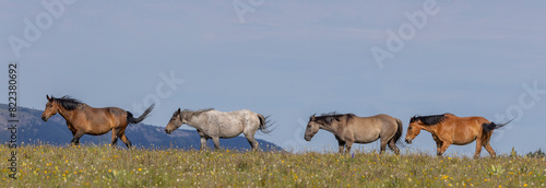 Wild Horses in Summer in the Pryor Mountains Montana photo