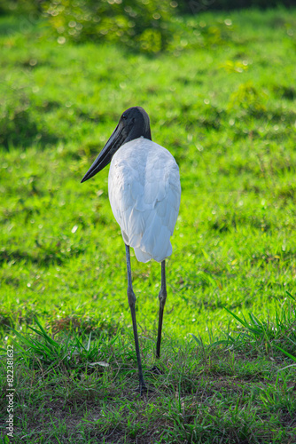 A Jabiru stork, also known as Garzon Soldado, stands majestically in a lush green field in Casanare, Colombia, backlit by the warm sunlight photo