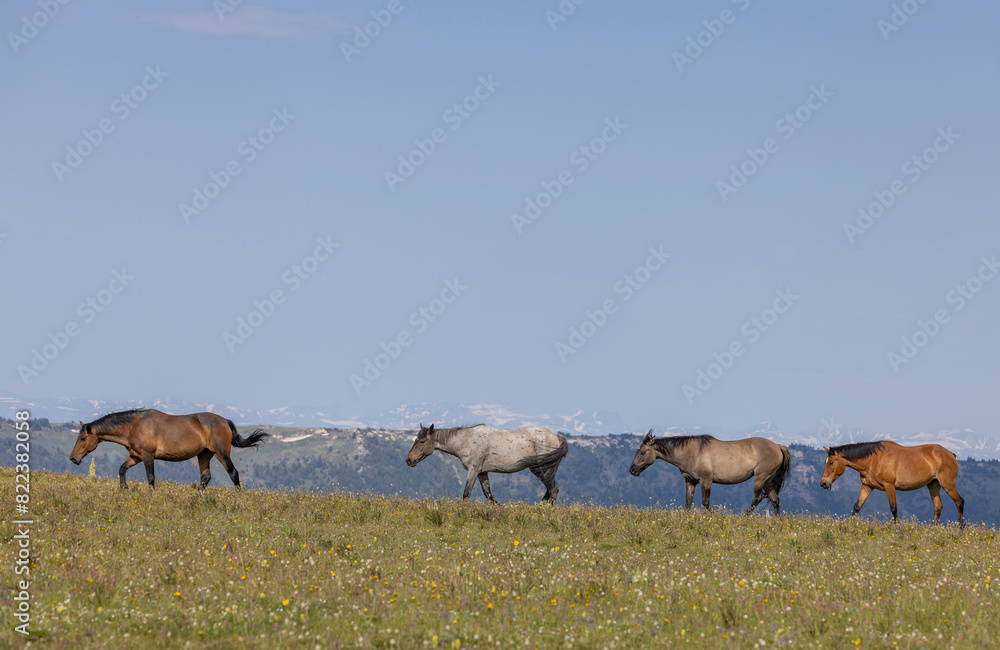 Wild Horses in Summer in the Pryor Mountains Montana Wild Horses in Summer in the Pryor Mountains Montana