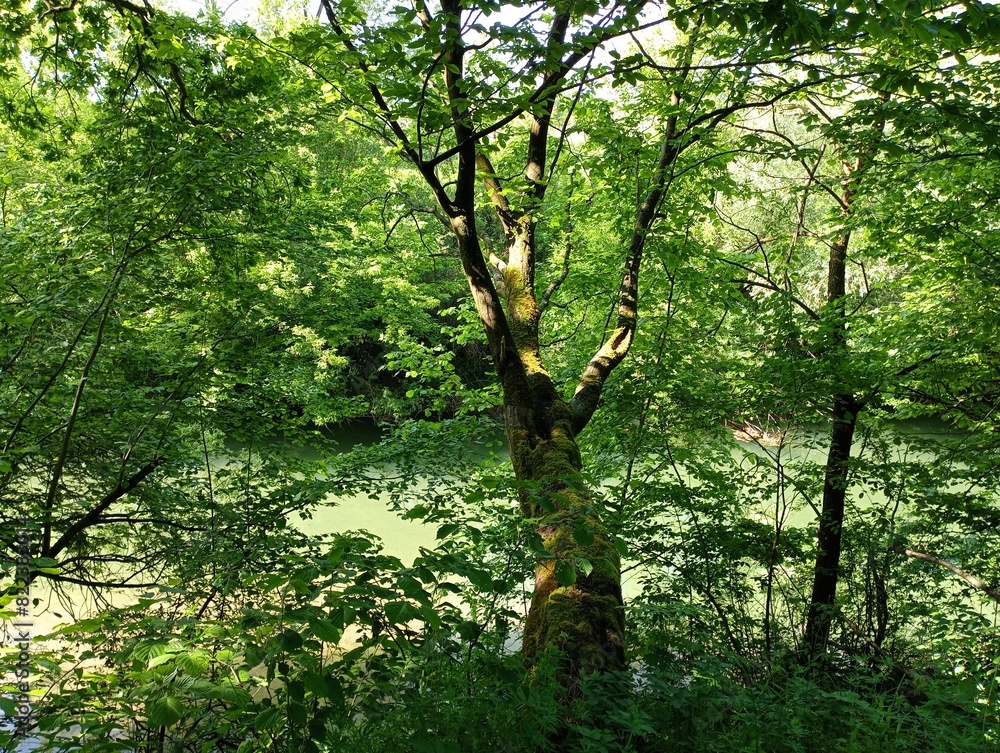Fototapeta premium A beautiful hornbeam tree grows on top of a mountain in a forest above a river that flows in a gorge below. The trunk of a tree overgrown with green forest moss above the surface of a reservoir with c
