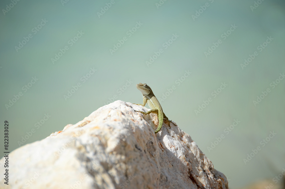 Fototapeta premium Tiny green gecko on a white rock looking at the camera