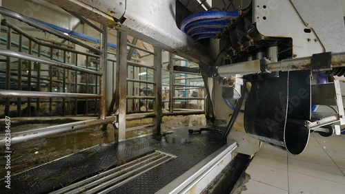 Automated milking machine collecting dairy liquid from a cow. Automated milking machine used the modern facility. Automated machine gathering milk from cattle animals. Equipment. Agriculture photo