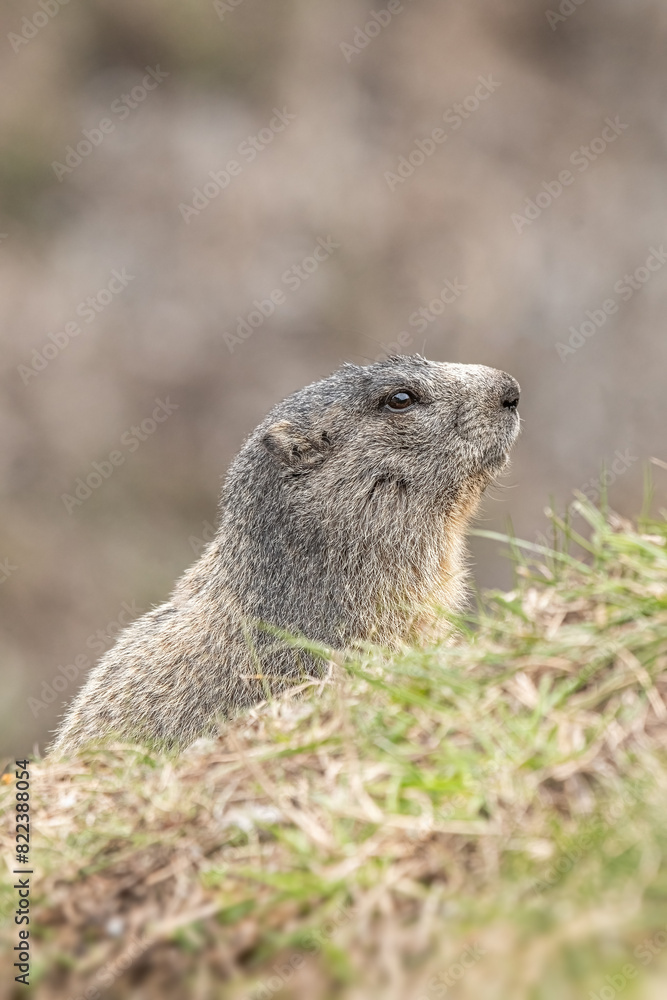 Cute alpine marmot, Marmota marmota, emerging from the hole, on a spring day in the Italian Alps, Monviso natural park. The sentinel of the Alps.