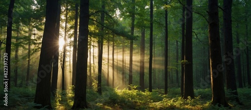 beautiful rays of sunlight in a green forest | morning in the forest