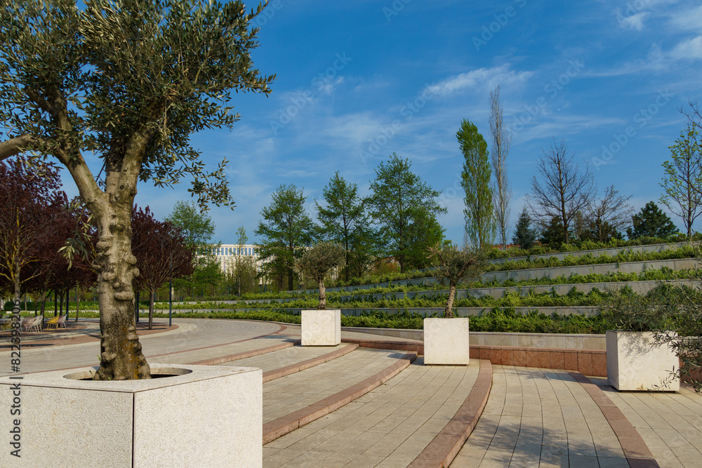 Beautiful olive trees (Olea europaea) in city park Krasnodar. Public landscape 'Galitsky park' for relaxation and walking in sunny spring 2024