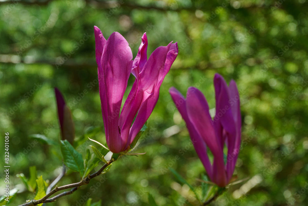 Large pink flowers Magnolia Susan (Magnolia liliiflora x Magnolia stellata). Beautiful blooming in spring garden. Selective focus. Nature concept for design. Large pink flowers Magnolia Susan (Magnolia liliiflora x Magnolia stellata). Beautiful blooming in spring garden. Selective focus. Nature concept for design.