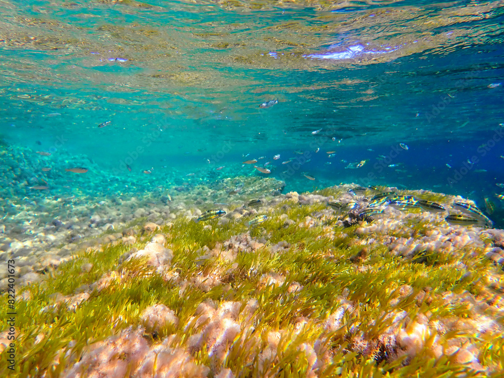 Fototapeta premium ray, underwater, light, sunlight, sea, blue, water, ocean, sun, surface, background, sun light, deep, under, rays, bright, mediterranean sea, marine, ripple, abstract, nature, aqua, wave, clear, aqua.