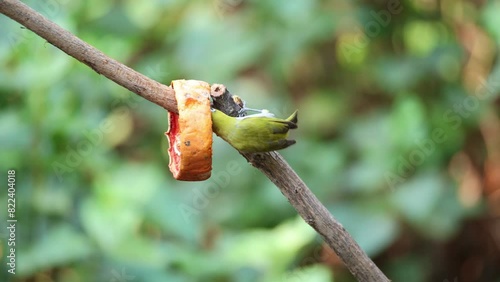 Indian white-eye bird photo