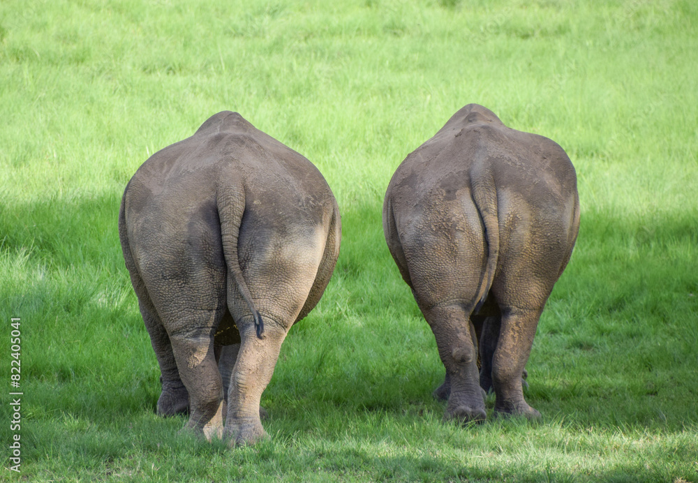 Obraz premium Rear view of a pair of white rhinoceroses in a wildlife sanctuary in Zimbabwe.