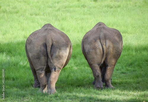 Rear view of a pair of white rhinoceroses in a wildlife sanctuary in Zimbabwe.