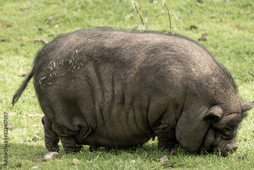 beautiful pot bellied pig feeding on the meadow photo