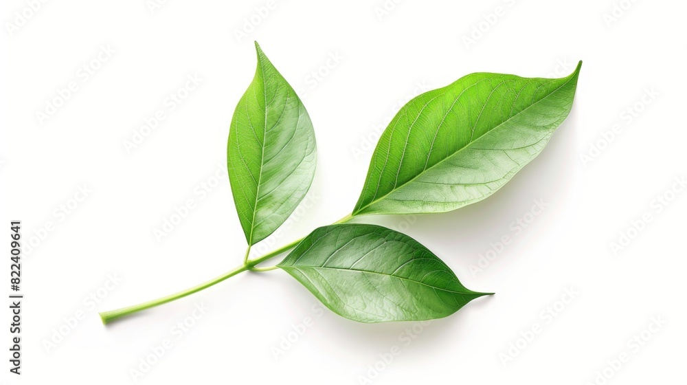 Close-up of green tree leave. A watercolor representation highlighting natural beauty is isolated on a white background. Generative AI.
Close-up of green tree leave. A watercolor representation highlighting natural beauty is isolated on a white background. Generative AI.