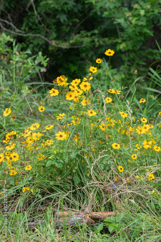 Golden Wave Tickseed has masses of yellow flowers.