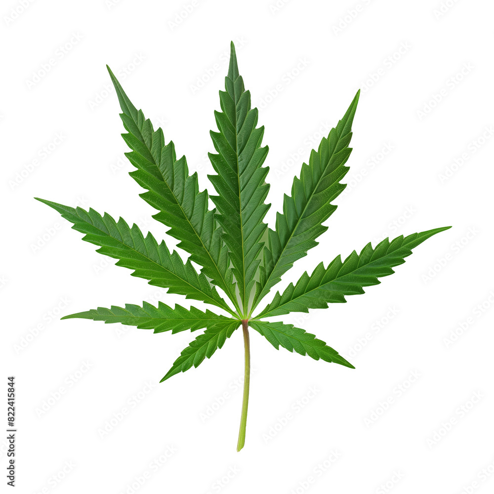 A single, vibrant green leaf of a cannabis plant set against a pure white background, widely recognized symbol for marijuana A single, vibrant green leaf of a cannabis plant set against a pure white background, widely recognized symbol for marijuana