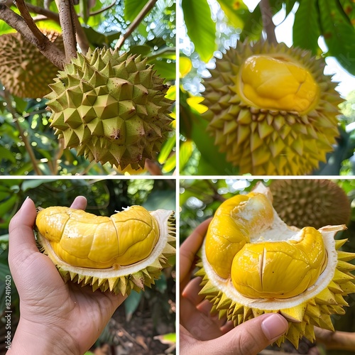Durian and Jackfruit in Lush Green Garden A Tropical Delight