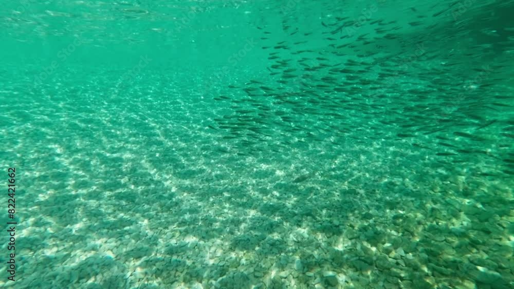 Small school of fish underwater in the Adriatic Sea Small school of fish underwater in the Adriatic Sea