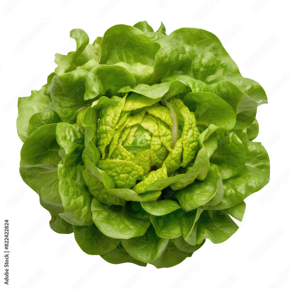 Fototapeta premium isolated png green lettuce, GENERATIVE AI