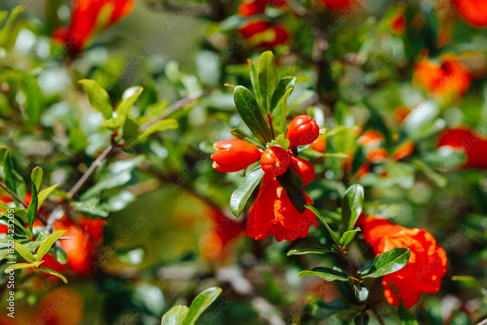 Wild red pomegranate flower, nature background Wild red pomegranate flower, nature background