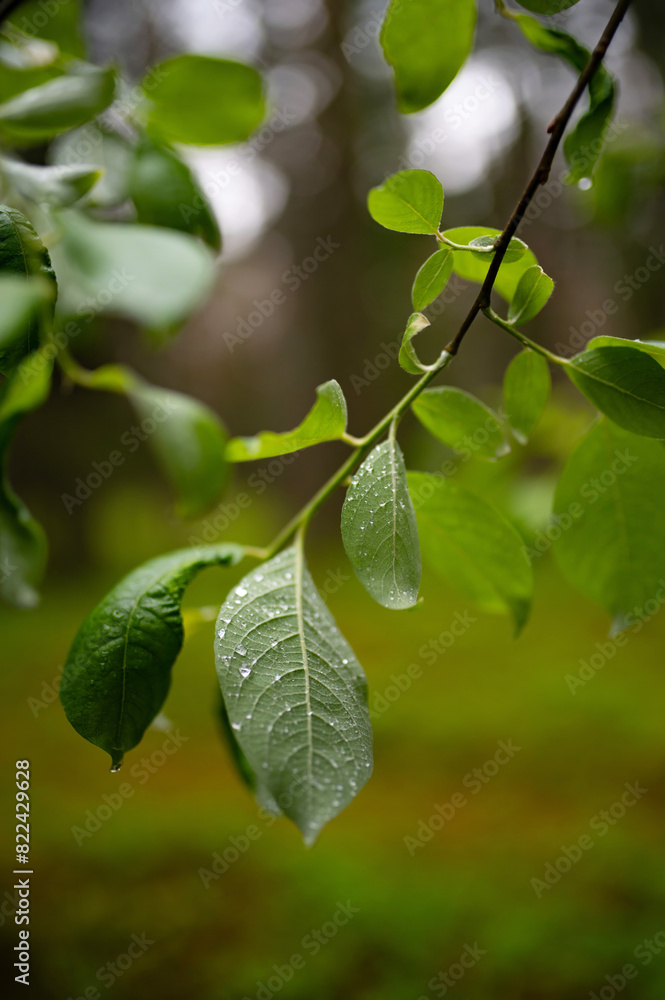 Green leaf with water droplets in the forest natural Green leaf with water droplets in the forest natural