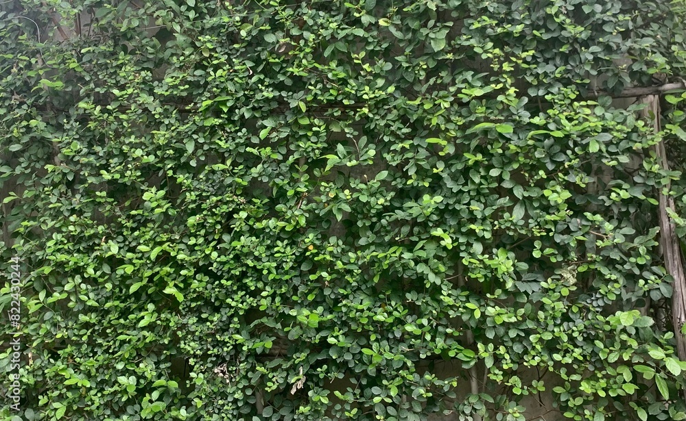 green bush of bright day, nature in big city park, green environment and good life. green bush of bright day, nature in big city park, green environment and good life.