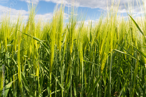 Rye on an agricultural field. Cultivation of rye