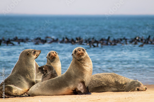 Wildlife animals. Fur seals colony enjoy the heat of the sun at the Cape Cross seal colony in Namibia, Africa.