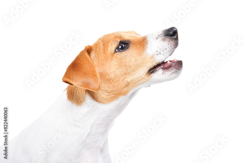 Portrait of a barking Jack Russell Terrier puppy, side view, isolated on a white background