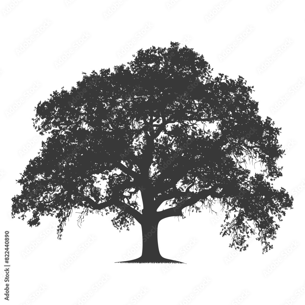 Fototapeta premium Silhouette oak tree full black color only