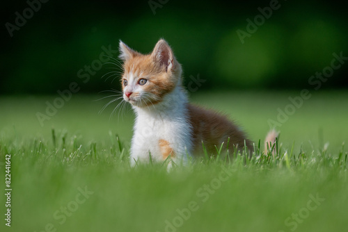 Obraz na płótnie Cute yellow and white kitten in the grass w salonie