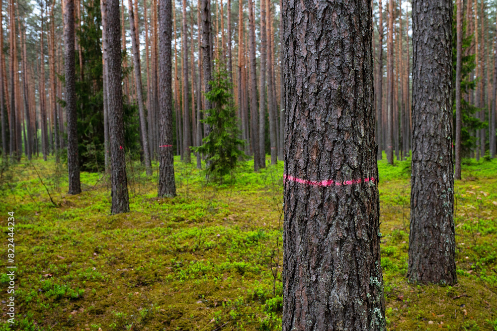 Pine tree in forest marked with red o be cut down Pine tree in forest marked with red o be cut down