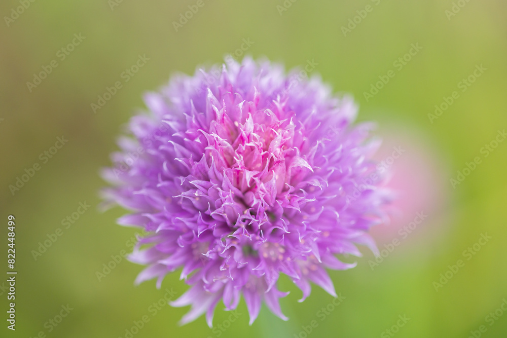 a large pink flower of chives against a soft background a large pink flower of chives against a soft background