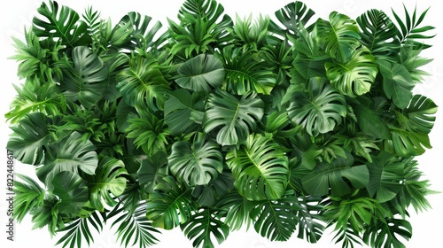 Aerial perspective of Kluay Hak Mook  lush and vivid leaves  white isolated background  meticulously detailed  CG 3D rendering  sharp and lifelike image