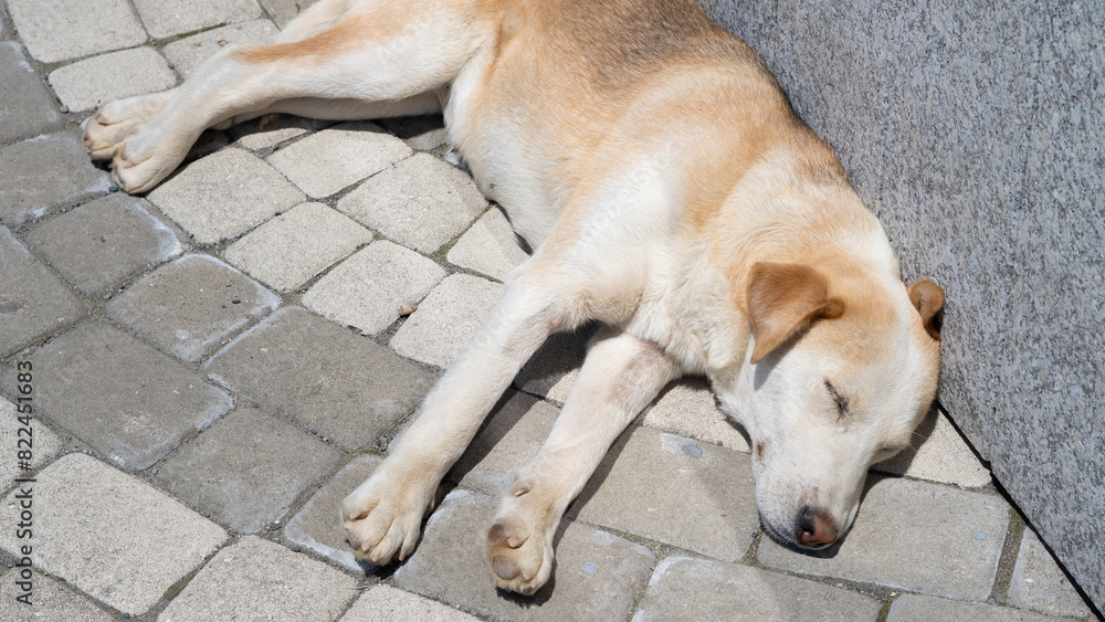 Big breed homeless dog peacefully sleeping on the street, finding a moment of rest amid hardship... Big breed homeless dog peacefully sleeping on the street, finding a moment of rest amid hardship...