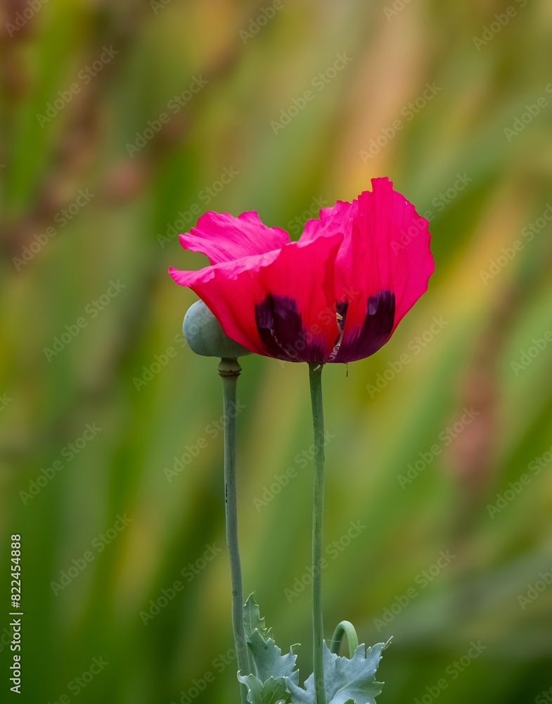 Fototapeta premium Vertical image of a glorious red poppy flower and bud in the garden