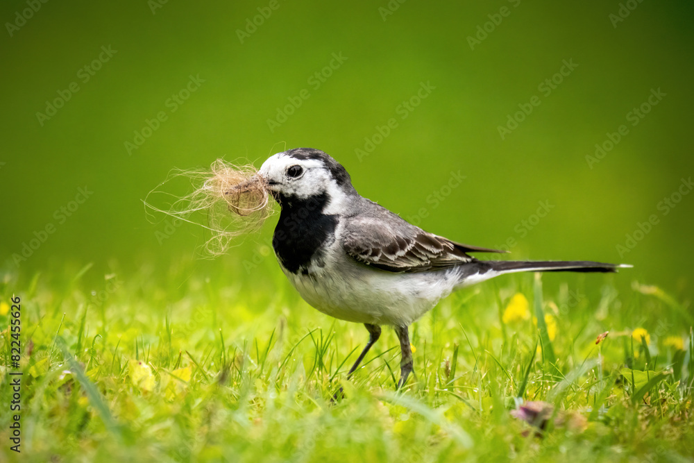 a wagtail, motacilla alba, is looking for dog hair on the green lawn in the garden for nest building, he has the beak full hairs a wagtail, motacilla alba, is looking for dog hair on the green lawn in the garden for nest building, he has the beak full hairs