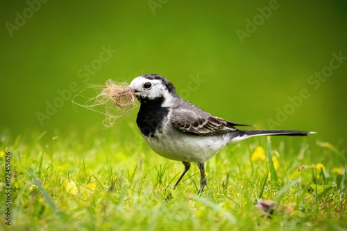 a wagtail, motacilla alba, is looking for dog hair on the green lawn in the garden for nest building, he has the beak full hairs